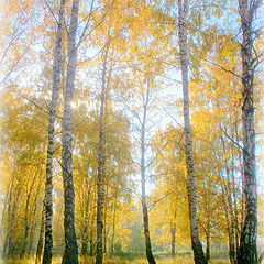 photo "My Autumn."