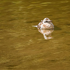 photo "And how do I look?"