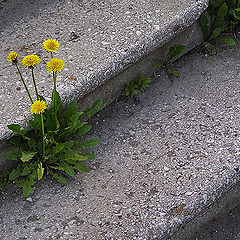 photo "Steps, steps, a dandelion"