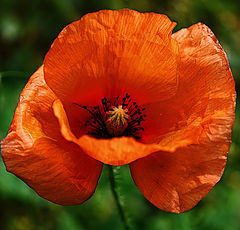 photo "Poppy"