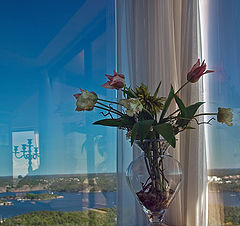 photo "still life on a Stockholm"