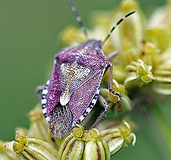 photo "Bedbugs are different ..."