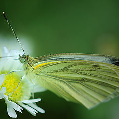 фото "Pieris napi"