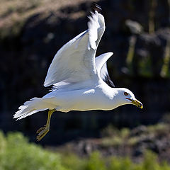 photo "Seagull, Sun Lake State Park, WA"