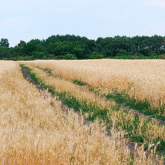 фото "Поле"