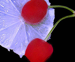 photo "frosty cherry/vitamin c"