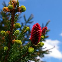 photo "The young cone"