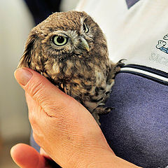 фото "Little Owl"
