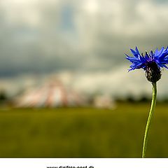 фото "cirkus"