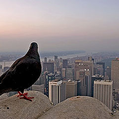 фото "Good Morning New York"