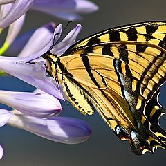 photo "Swallow Tail"