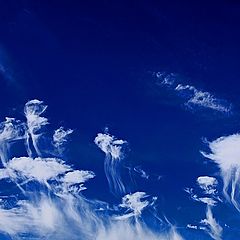 photo "Jellies In The Southern Sky"