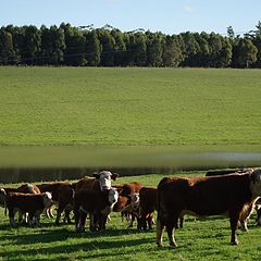 photo "Green pastures"