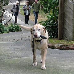 photo "I've had my walk now."