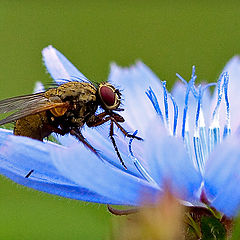 photo "breakfast on blue"