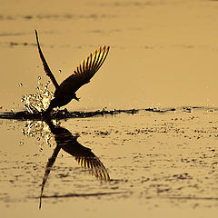 photo "Hunting seagull"