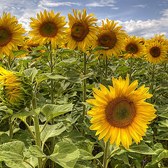 фото "sunflowers"