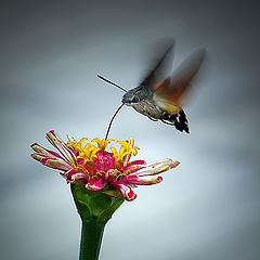 фото "Macroglossum stellatarum - molia colibri"