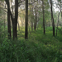 photo "morning in the forest"