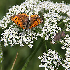 photo "The Flower brooch"