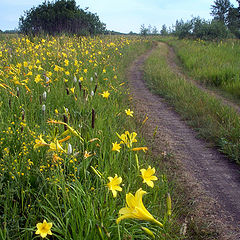 photo "Flowers by the wayside."