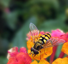 photo "colorful life in singular"