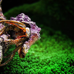 photo "hermit crab"