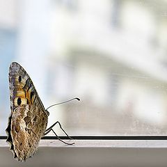 фото "Бабочка, влетевшая в окно..."