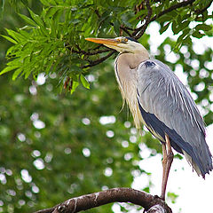 photo "Highly I sit, far I look"