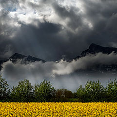 фото "Yellow field"