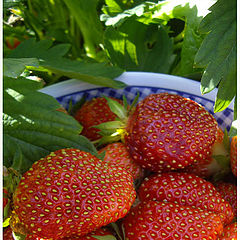 photo "Strawberry"