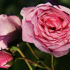 photo "The simple roses"