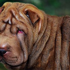 фото "Cleo the Shar Pei"