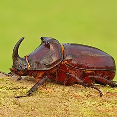 фото "European rhinoceros beetle"