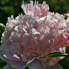 photo "Peony"