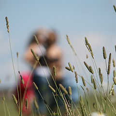 photo "трава, поле"