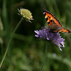 photo "This flower is tastier"