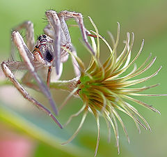 photo "The Dancing Spider"