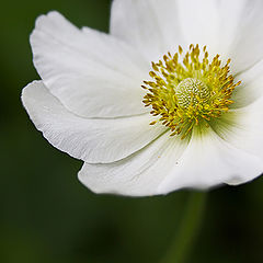 фото "anemone"