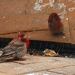 photo "House Finch"