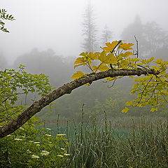 фото "Fog of lakes Plitvice"