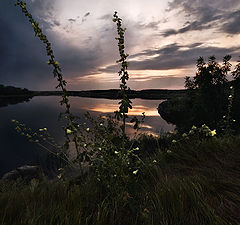 фото "Вечерняя мальва"