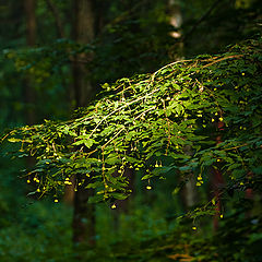 photo "brsn&#237;l"