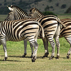 фото "3 Zebras in a Row"