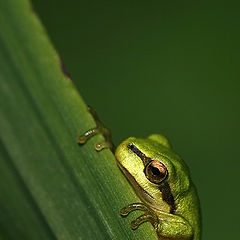 фото "Little tree frog"