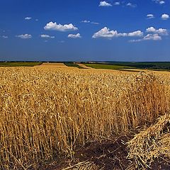 фото "В ожидании жнеца"