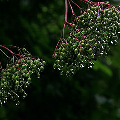 photo "Summer tears"