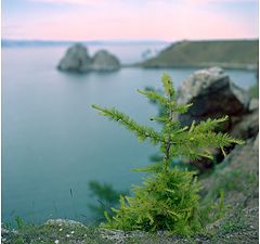 photo "Olkhon, Khuzhir, Young Larch"