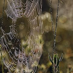 photo "morning web"