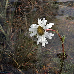 photo "After a rain."